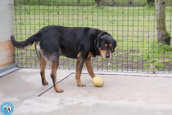 FULMINE, maschio dagli occhi che incantano, buono ed equilibrato….  | Foto 2