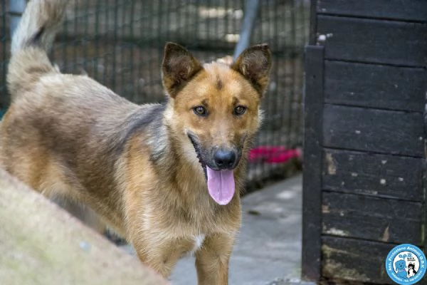 DEBBY, femmina mix lupetta, buona brava e coccola.. | Foto 1