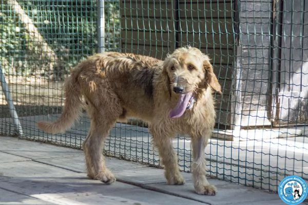 BINGO, segugio a pelo duro, vivace ed esuberante...  | Foto 3