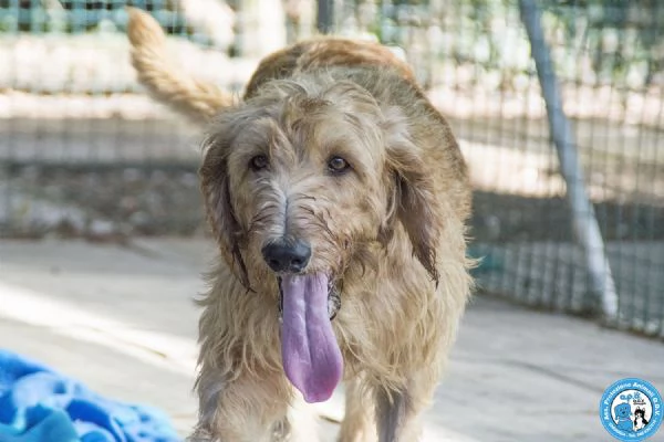 BINGO, segugio a pelo duro, vivace ed esuberante...  | Foto 2