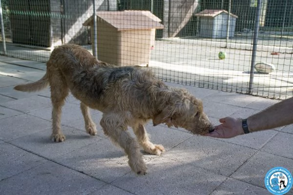 BINGO, segugio a pelo duro, vivace ed esuberante...  | Foto 1