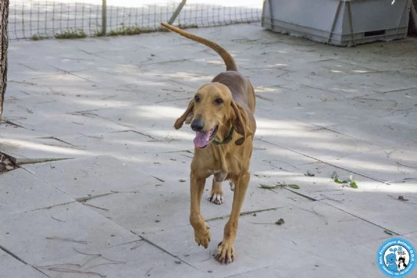 SALVINO, segugio a pelo corto, mite e molto buono....  | Foto 1