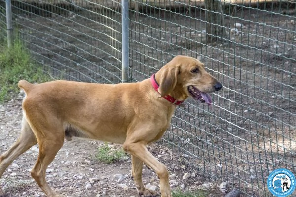 SALVO, segugio a pelo raso, carattere equilibrato e vivace...  | Foto 2