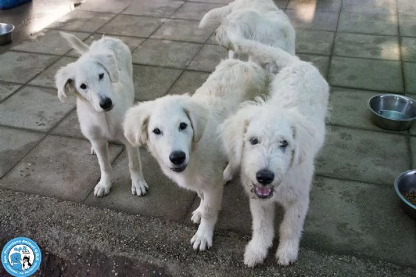 5 GELSETTI, 5 cuccioli mix maremmano di 4 mesi, miti e dolci..  | Foto 3