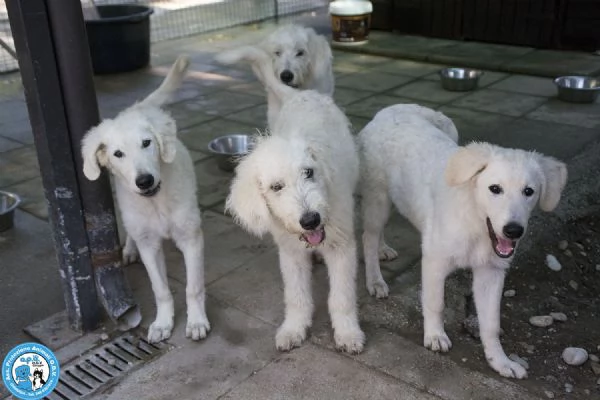 5 GELSETTI, 5 cuccioli mix maremmano di 4 mesi, miti e dolci..  | Foto 2