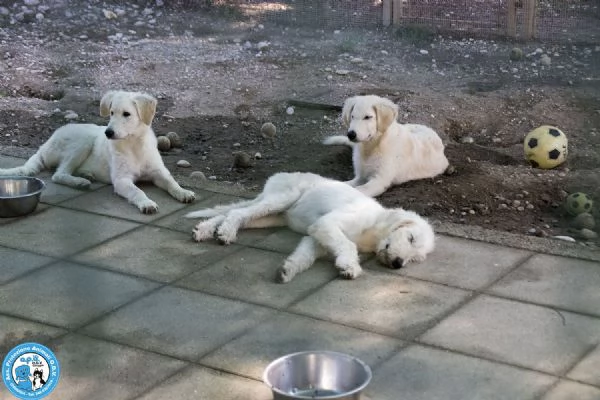 5 GELSETTI, 5 cuccioli mix maremmano di 4 mesi, miti e dolci..  | Foto 1