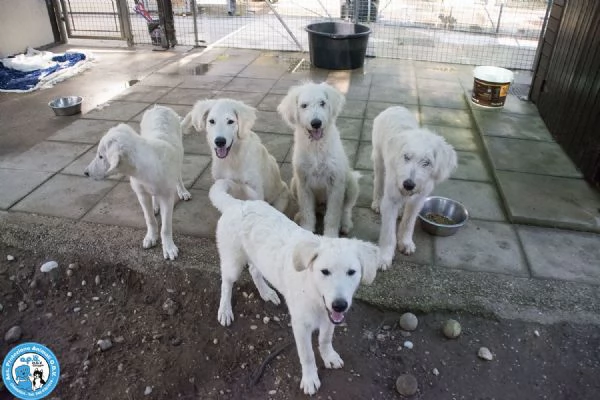 5 GELSETTI, 5 cuccioli mix maremmano di 4 mesi, miti e dolci..  | Foto 0