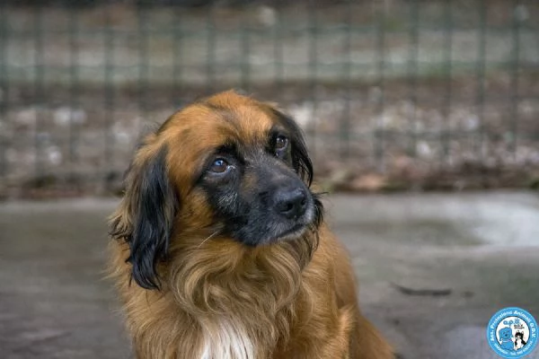 ROKY, mini cagnolino, timido e coccolo...arrivato con Chloe  | Foto 4