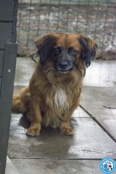 ROKY, mini cagnolino, timido e coccolo...arrivato con Chloe  | Foto 3