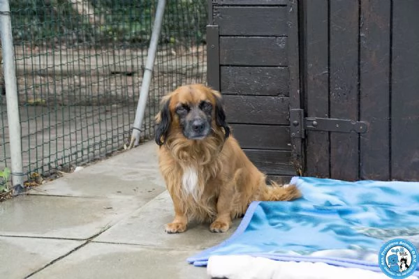 ROKY, mini cagnolino, timido e coccolo...arrivato con Chloe  | Foto 0