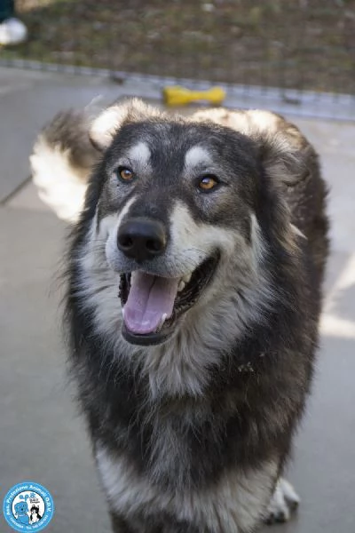 BALTO, dal cartone animato direttamente in canile...  | Foto 5