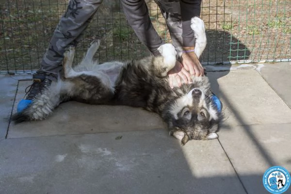 BALTO, dal cartone animato direttamente in canile...  | Foto 4