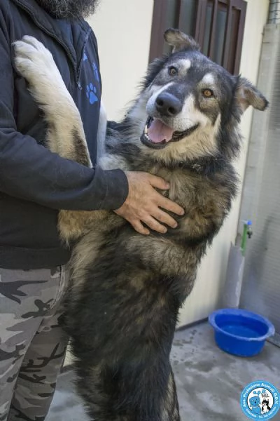 BALTO, dal cartone animato direttamente in canile...  | Foto 2