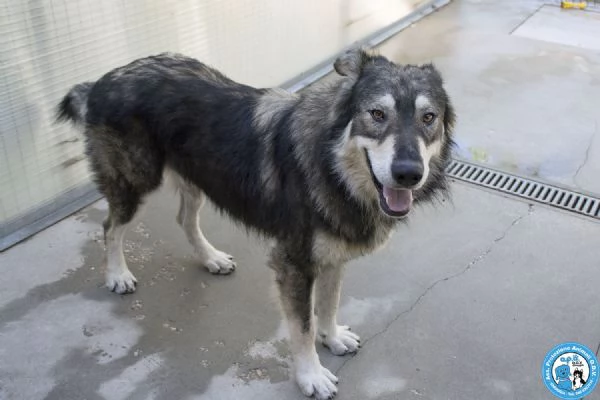 BALTO, dal cartone animato direttamente in canile...  | Foto 1