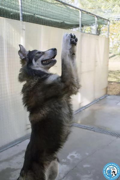 BALTO, dal cartone animato direttamente in canile...  | Foto 0