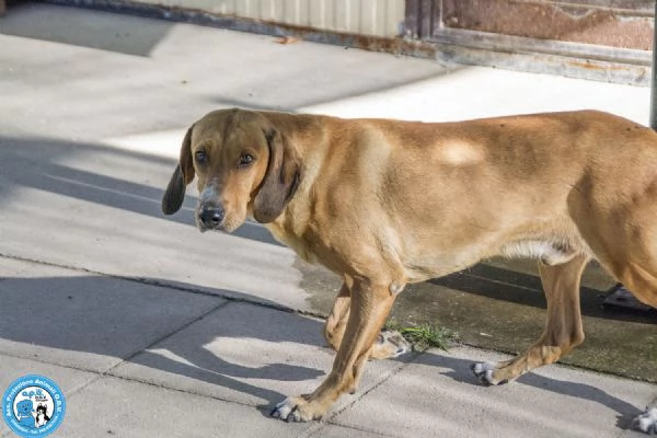 POPPY, segugio maschio, amorevole e timido...  | Foto 2