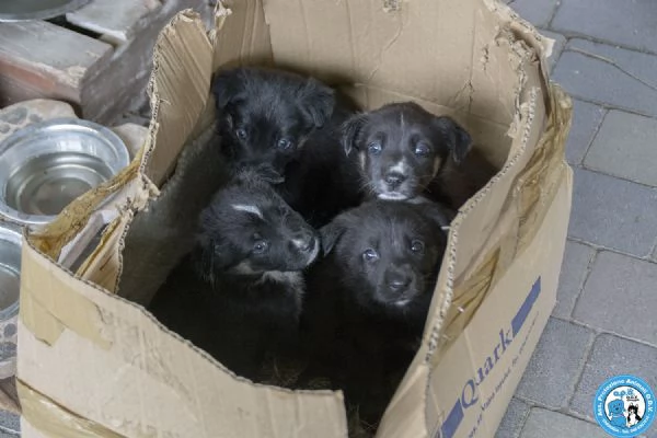 4 CUCCIOLE, femmine di circa 2 mesi, dolci e stupende..