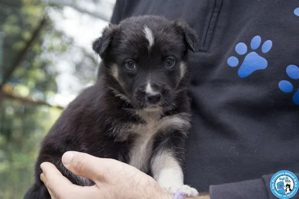 4 CUCCIOLE, femmine di circa 2 mesi, dolci e stupende.. | Foto 4