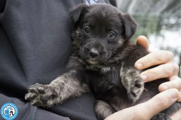 4 CUCCIOLE, femmine di circa 2 mesi, dolci e stupende.. | Foto 1