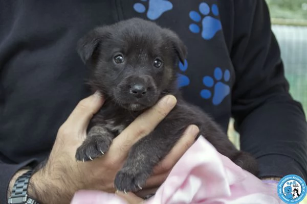 4 CUCCIOLE, femmine di circa 2 mesi, dolci e stupende.. | Foto 0