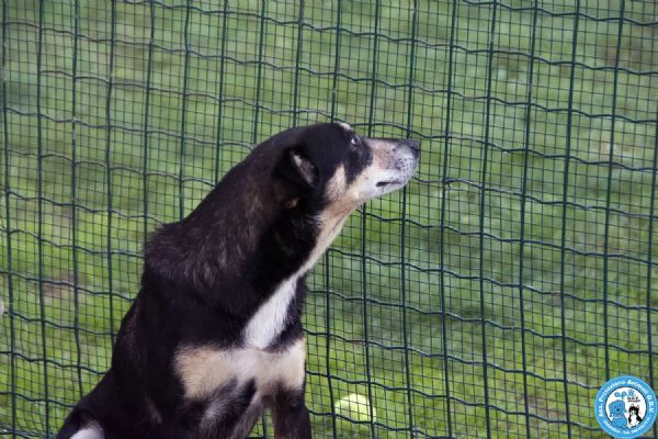 MEGAN, dolce cagnolina, dal carattere equilibrato e riservata...  | Foto 2