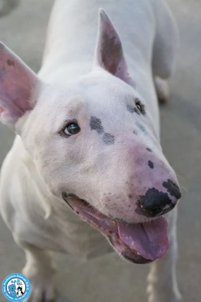 ZETA, bull maschio giovane, esuberante e molto vivace...  | Foto 3