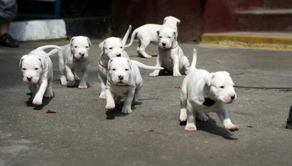 i tuoi cuccioli di dogo argentino qui