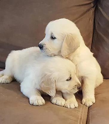 regalo simpatici cuccioli golden retriever