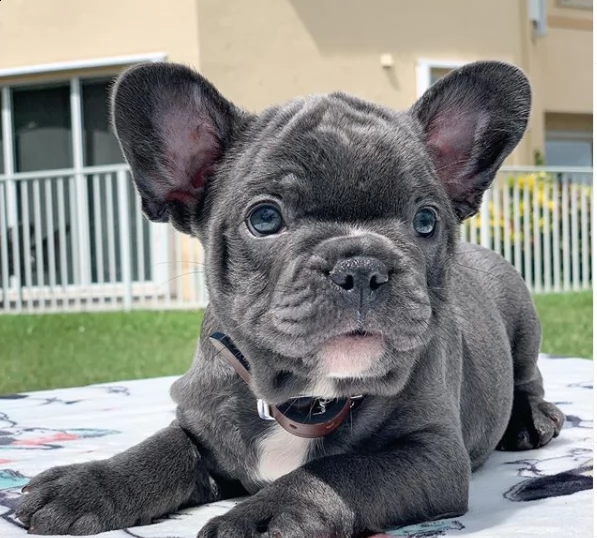  vendita bulldog cuccioli di altissima genealogia vaccinati | Foto 0