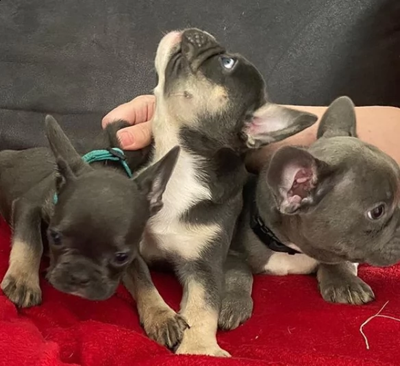  vendita bulldog cuccioli di altissima genealogia vaccinati