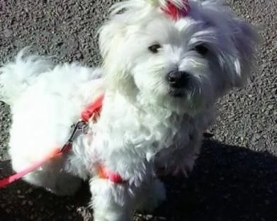 ,,,cucciolo maltese sano per regalo