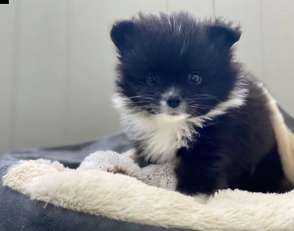 offerta di cucciolo pomeranian per motivi personali