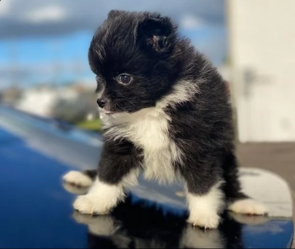 offerta di cucciolo pomeranian per motivi personali | Foto 0