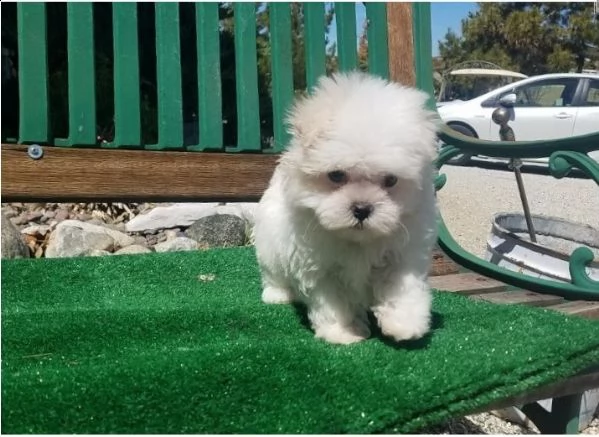 bellissimo cucciolo maltese per regalo | Foto 0