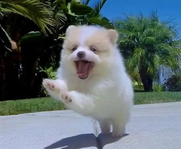 adorabile cucciolo pomeranian per regalo | Foto 0