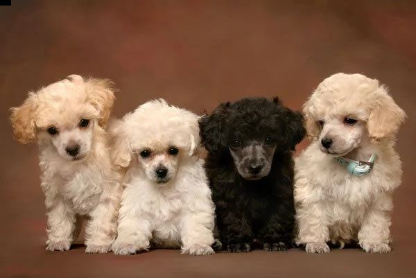 adorabili cuccioli di barboncino per regalo