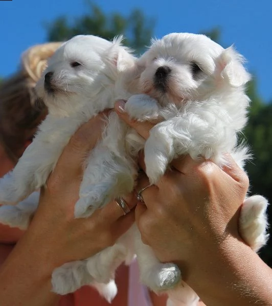 bellissimo cucciolo maltese per regalo