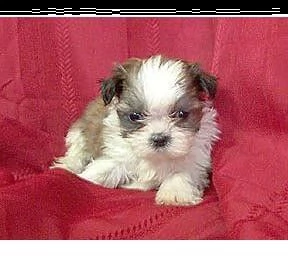 bellissimo shih tzu imperiale