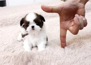 bellissimo shih tzu imperiale | Foto 0