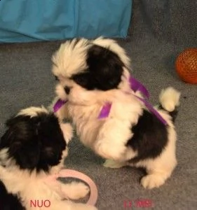 incredibili cuccioli di shih tzu per l'adozione