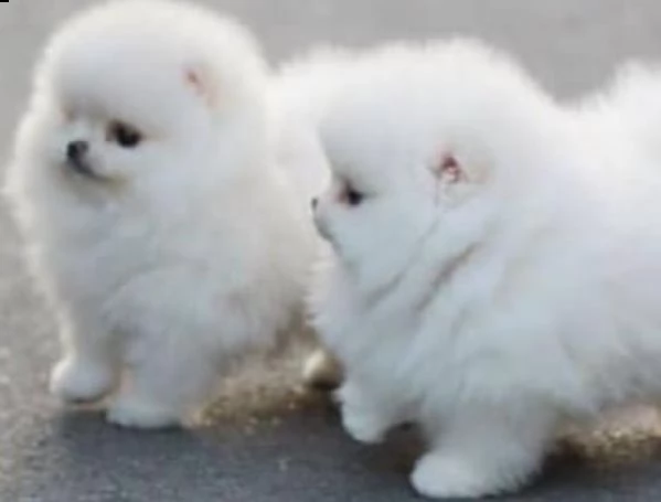 2 cuccioli di pomerania in adozione