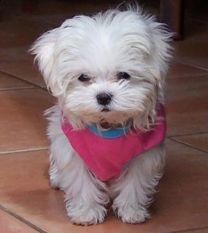 cuccioli di maltese toy 