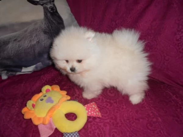 adorabili cuccioli di pomerania di razza per adozione gratuita | Foto 0