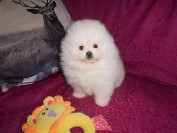 adorabili cuccioli di pomerania di razza per adozione gratuita