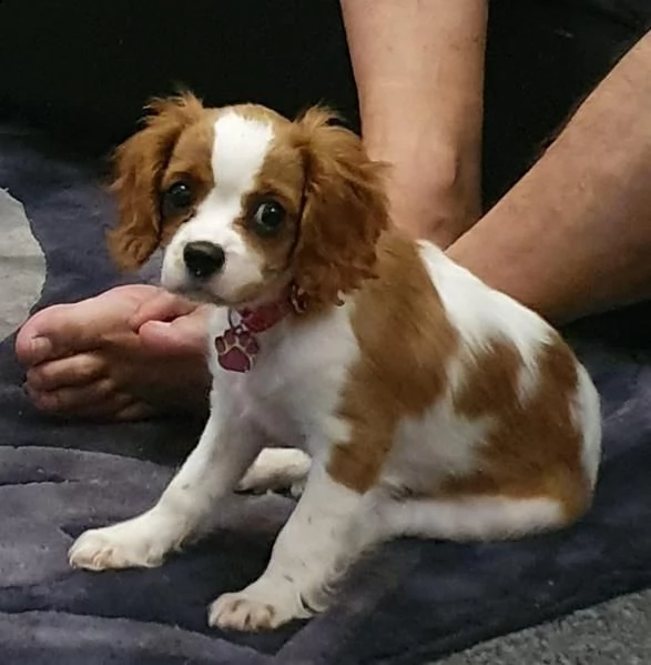 cavalier king maschi e femmine