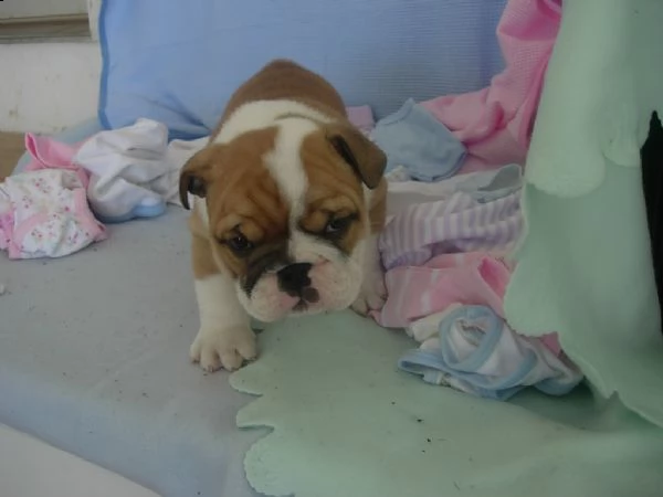 cuccioli di bulldog inglese addestrati