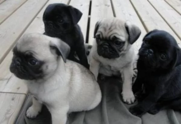 bellissimi cuccioli di carlino con documenti