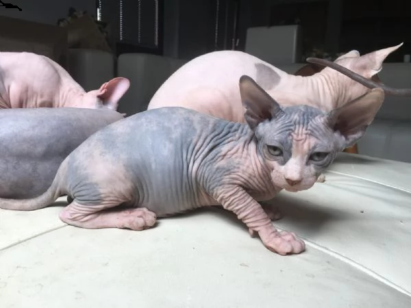 cuccioli sphynx disponibili