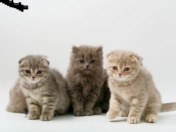 scottish fold maschio e femmina | Foto 0