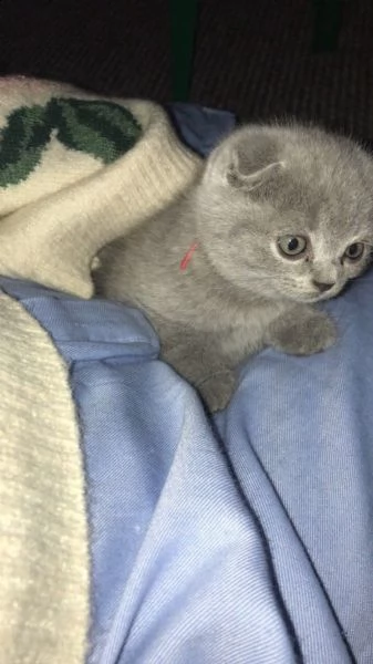 scottish fold maschio e femmina